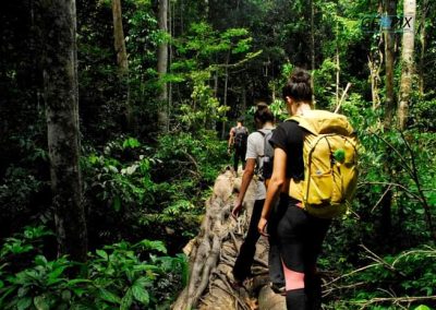sumatra ketambe jungle tours